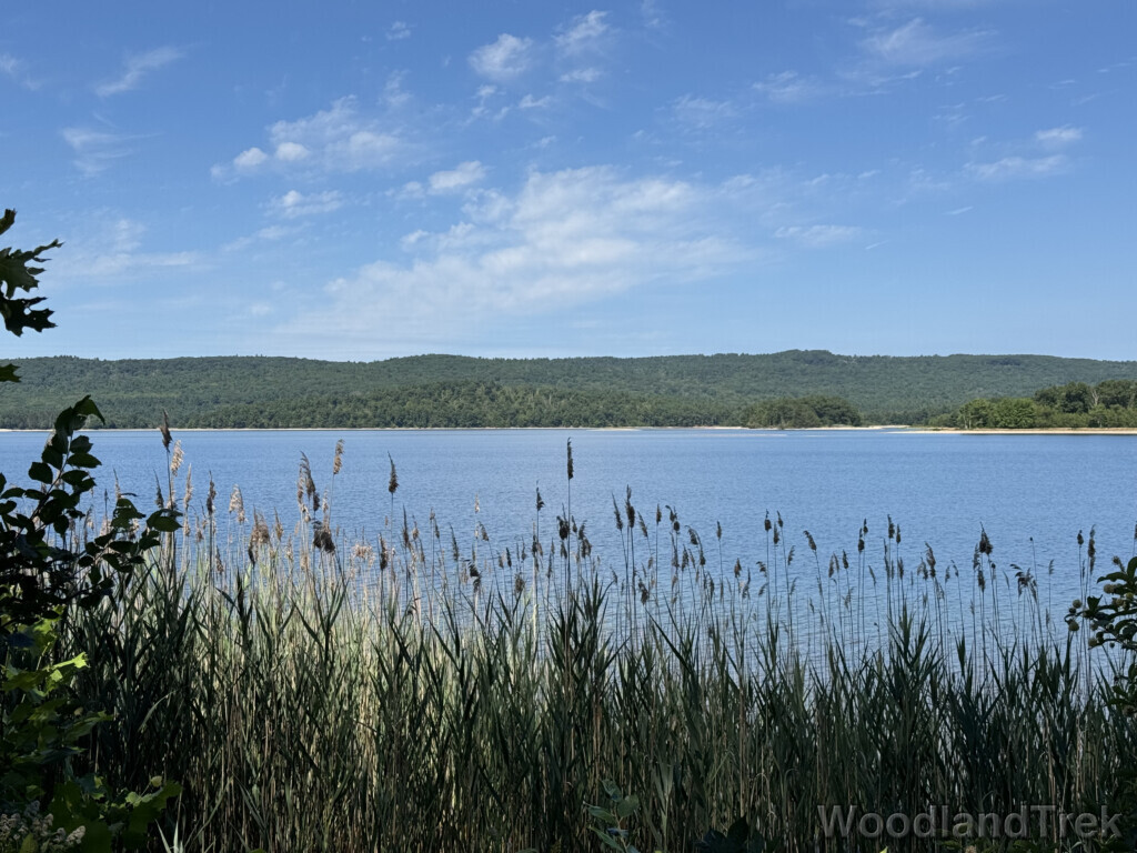 View of Quabbin Reservoir through tall grasses along the shoreline