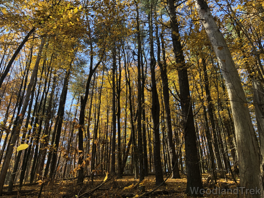 Dense forest filled with bright yellow fall foliage