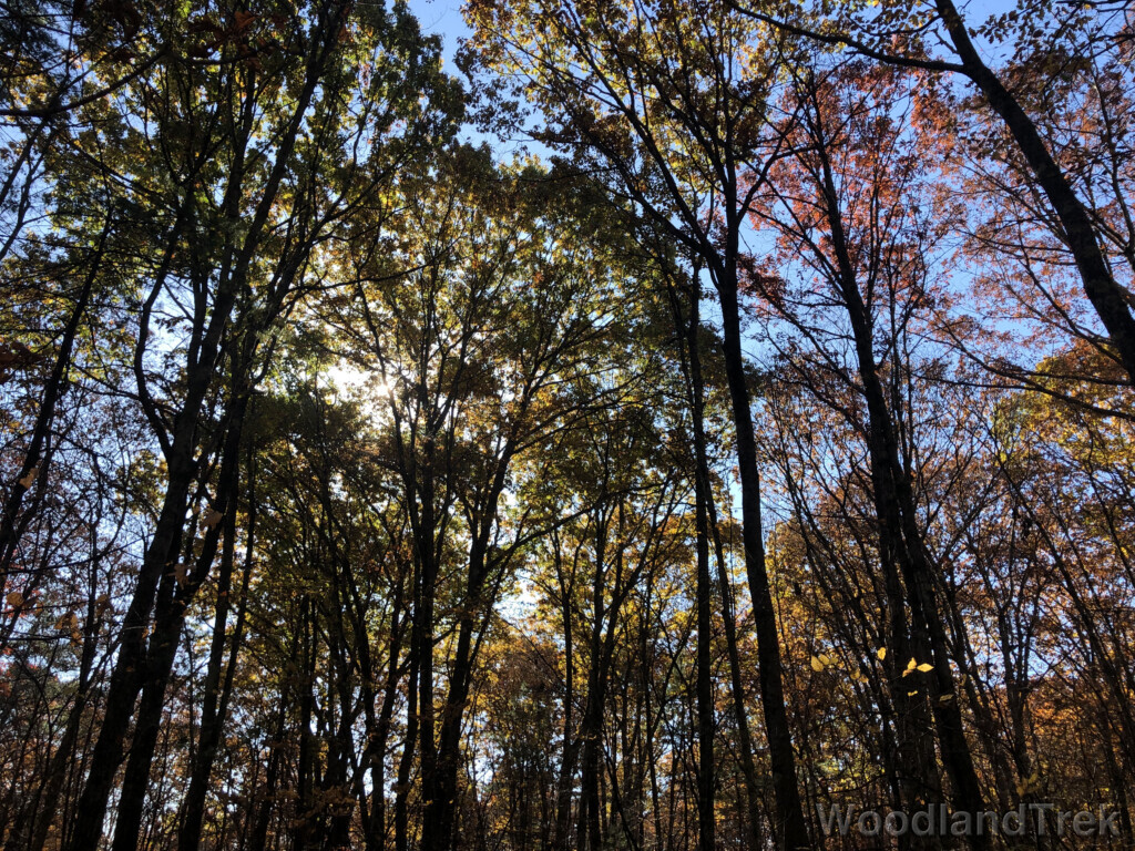 Sunlight filtering through a forest with leaves beginning to change color in autumn