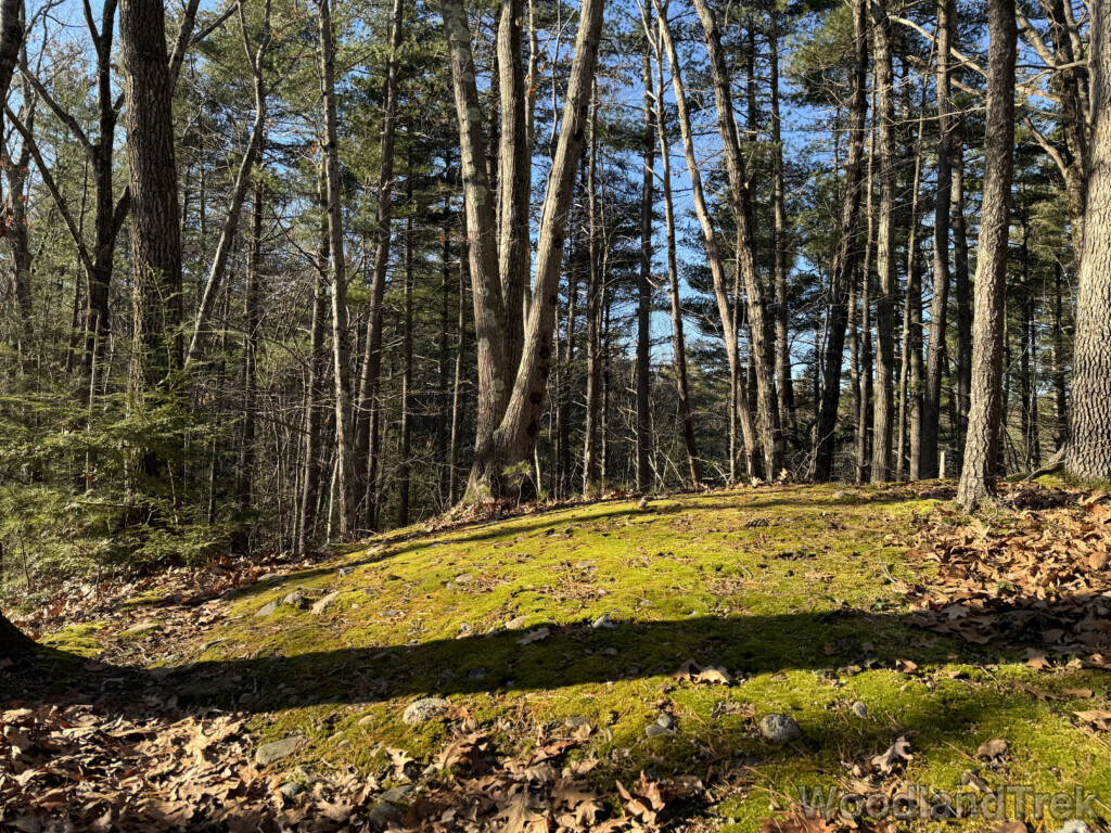 Sunlight illuminating vibrant green moss on a small forest hillside