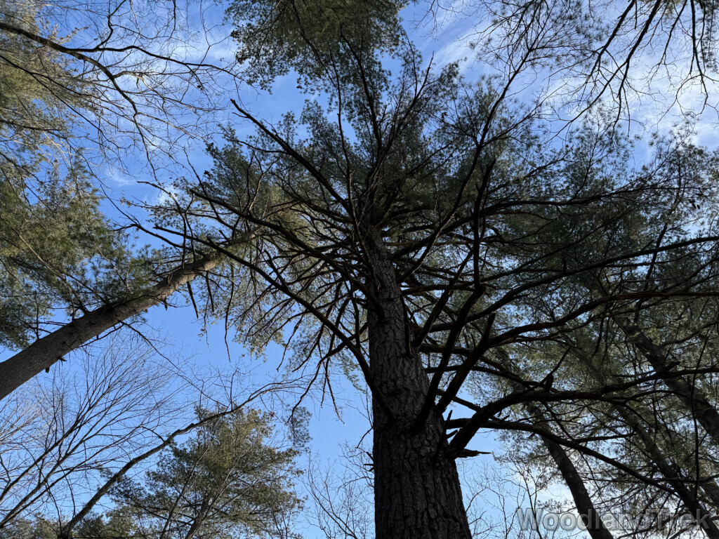 White pine standing tall in the forest reaching toward a light blue sky