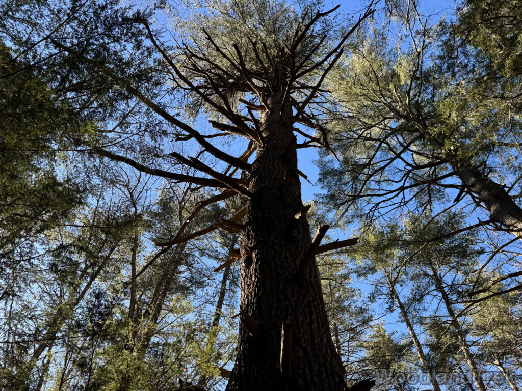 Old white pine standing tall among younger trees