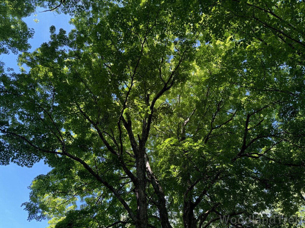 Oak trees reaching skyward forming a dense green canopy