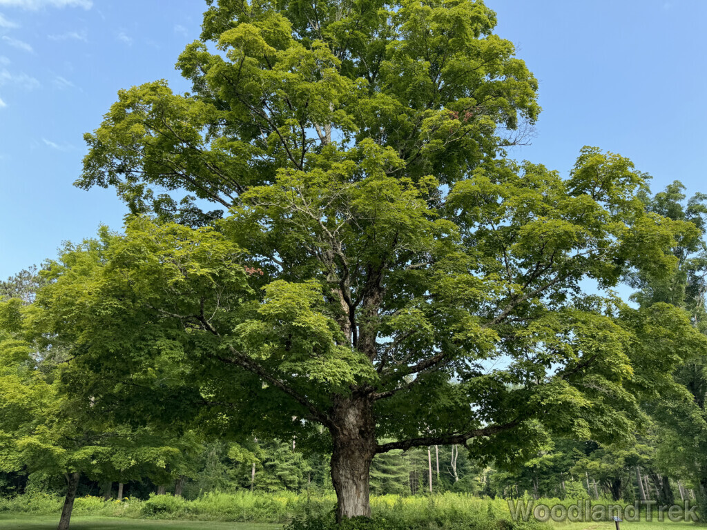 Large maple tree standing tall on the former Dana town common