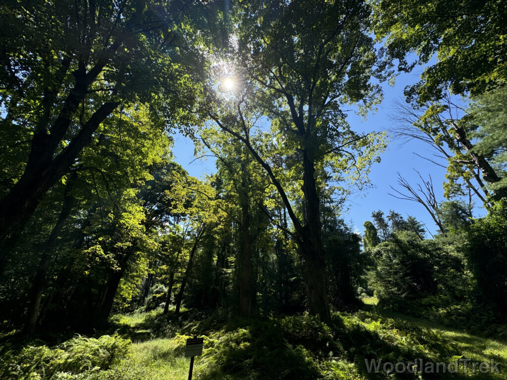 Sunlight illuminating a dense green forest landscape