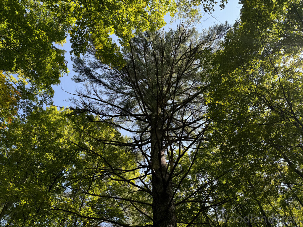 Towering white pine surrounded by green foliage