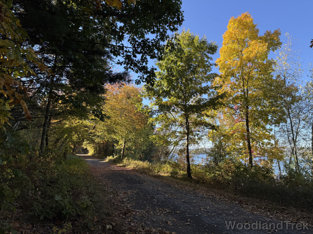 Yellow tree next to a green tree along a sunlit road
