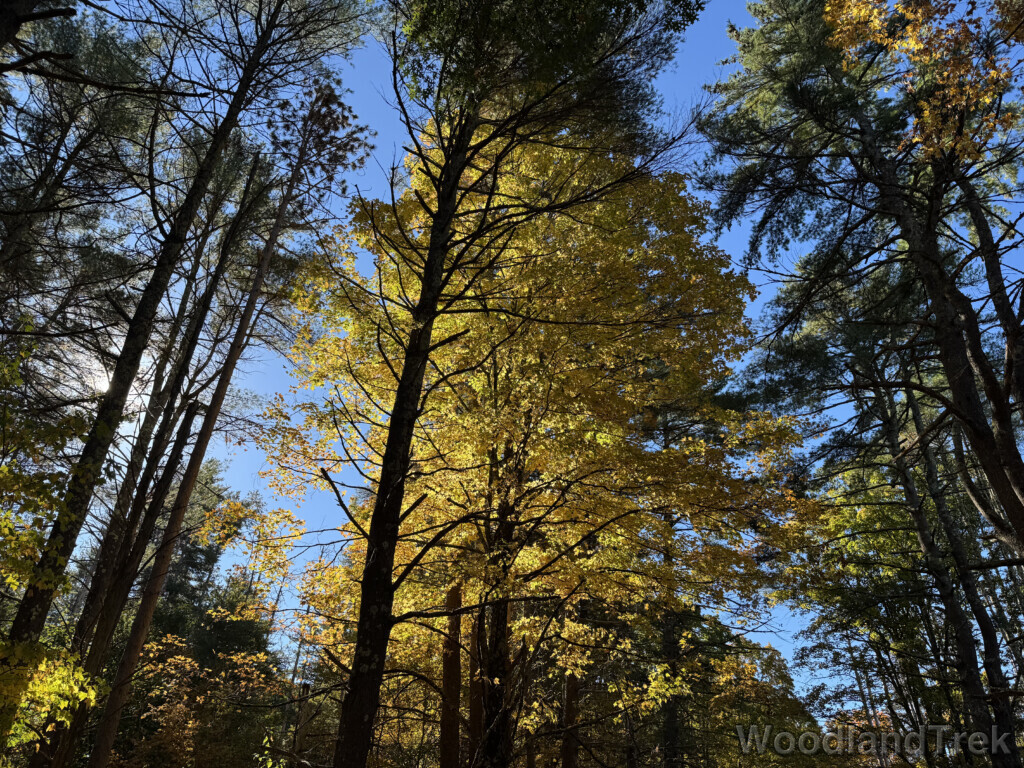 Sunlight illuminating a large tree full of yellow leaves