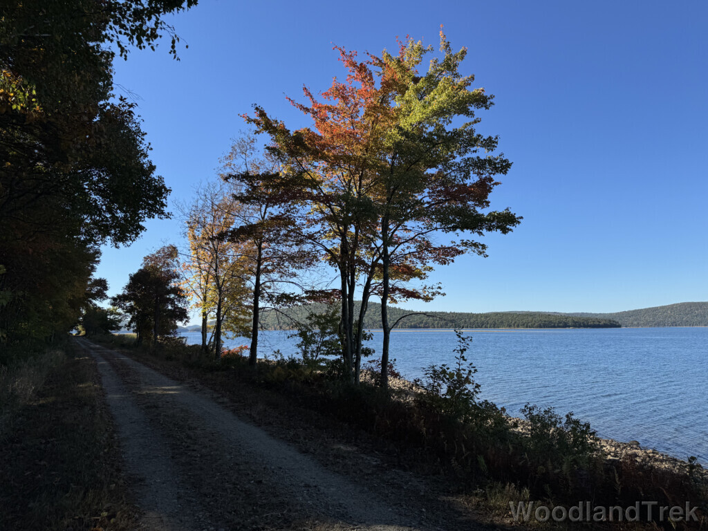 Sunlight shining on colorful tree above a shaded road at Quabbin Reservoir