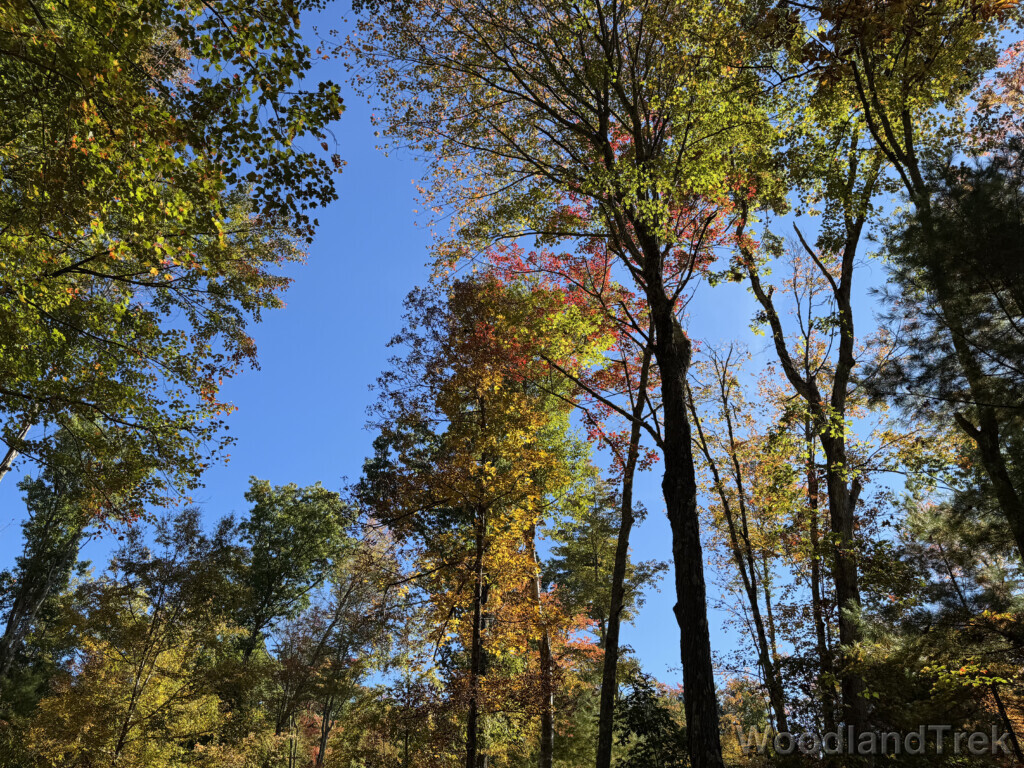 Trees displaying a wide array of leaf colors against a clear blue sky