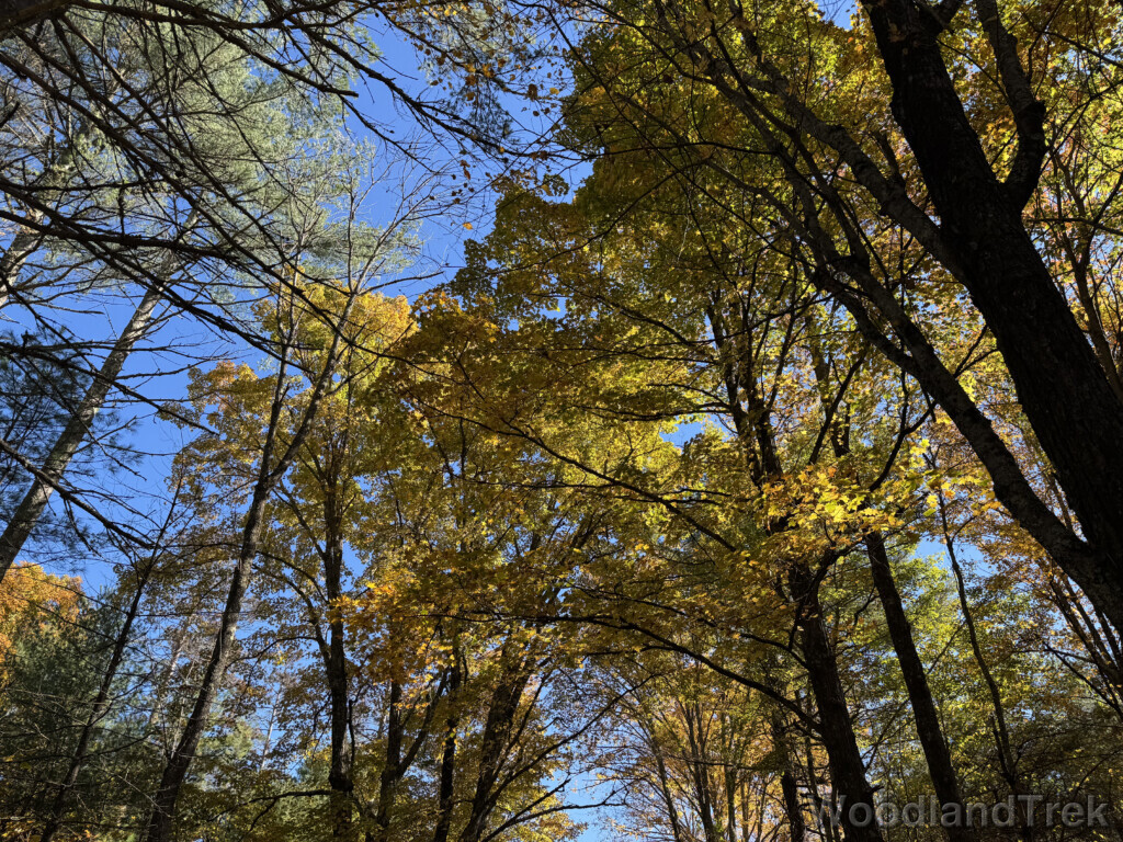 Looking up at towering trees with vibrant yellow leaves
