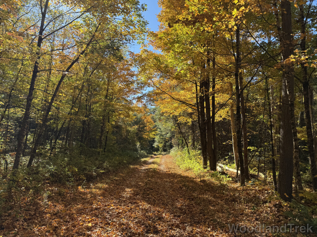 Forest road covered in fallen leaves and lined with bright yellow trees