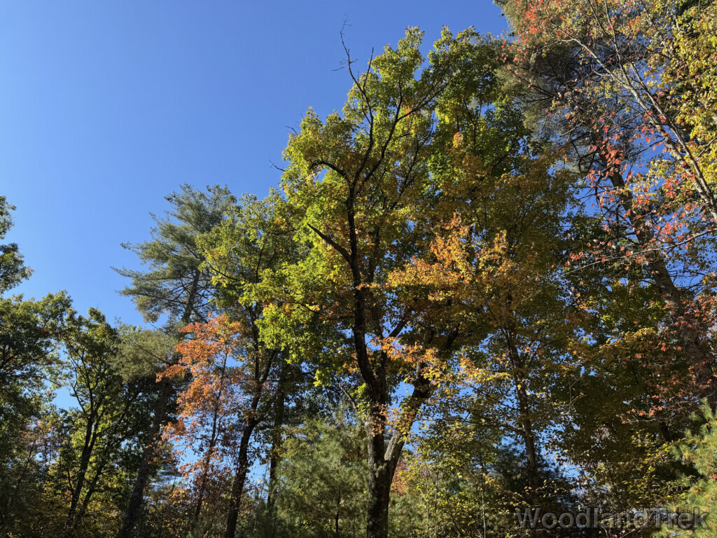 Trees beginning to change color against a clear blue sky
