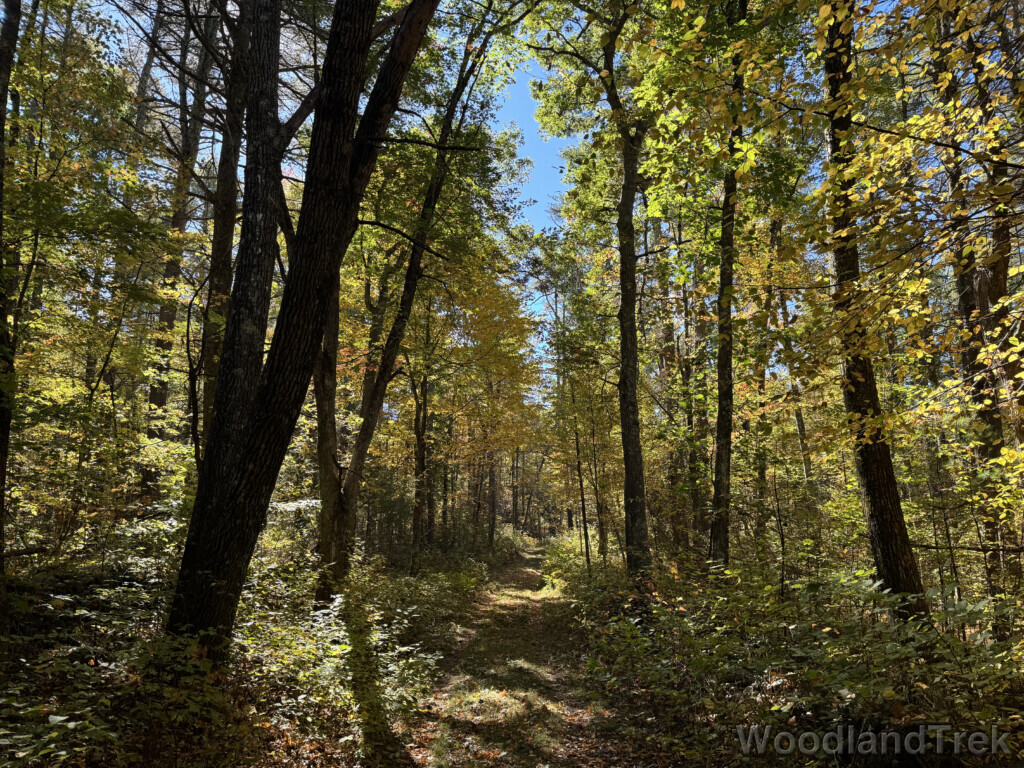 Trees along a forest trail transitioning from green to yellow leaves