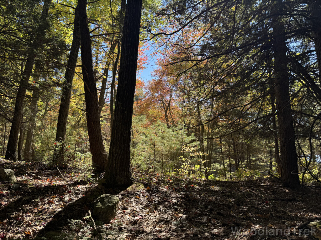 Sunlight streaming onto forest floor with fall colors in the distance