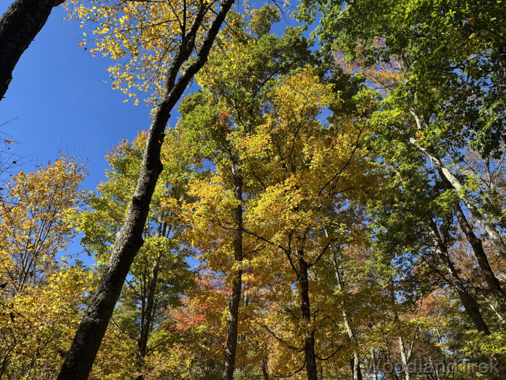 Bright sunlight illuminating trees with green and yellow leaves