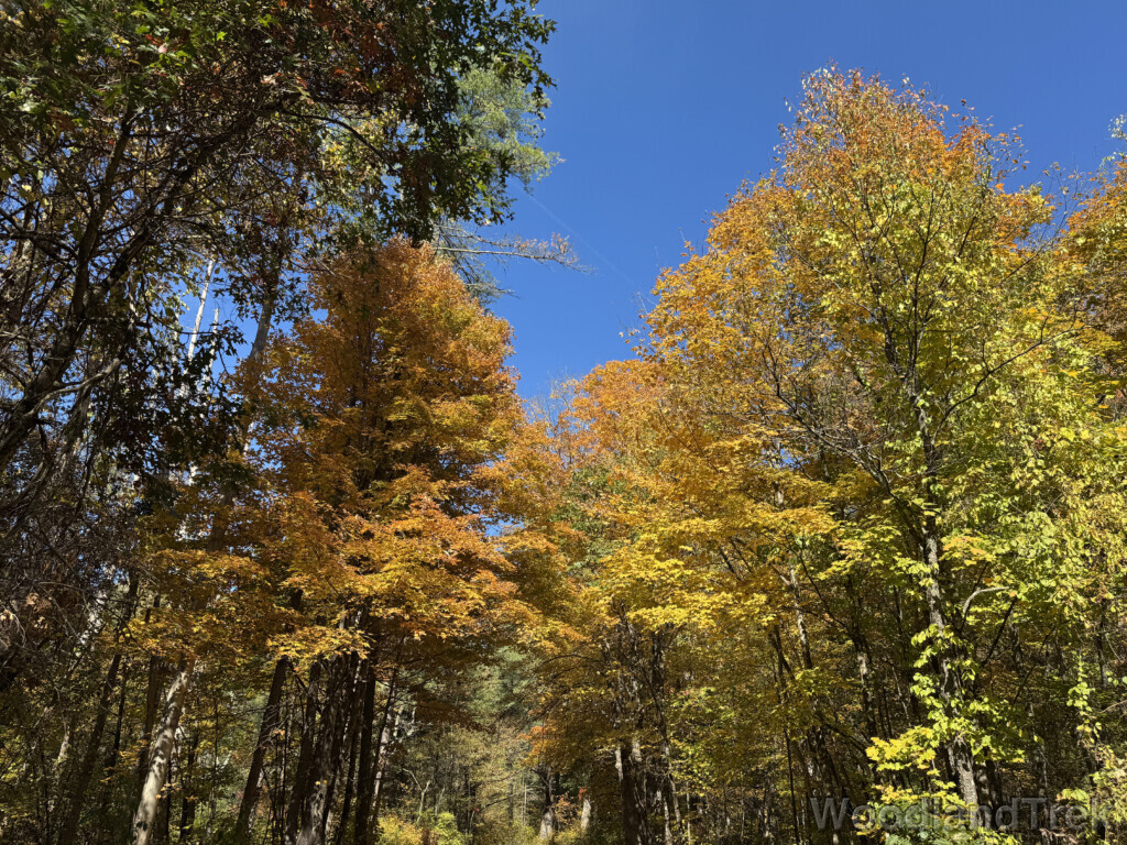 Trees with various shades of yellow leaves against a bright blue sky
