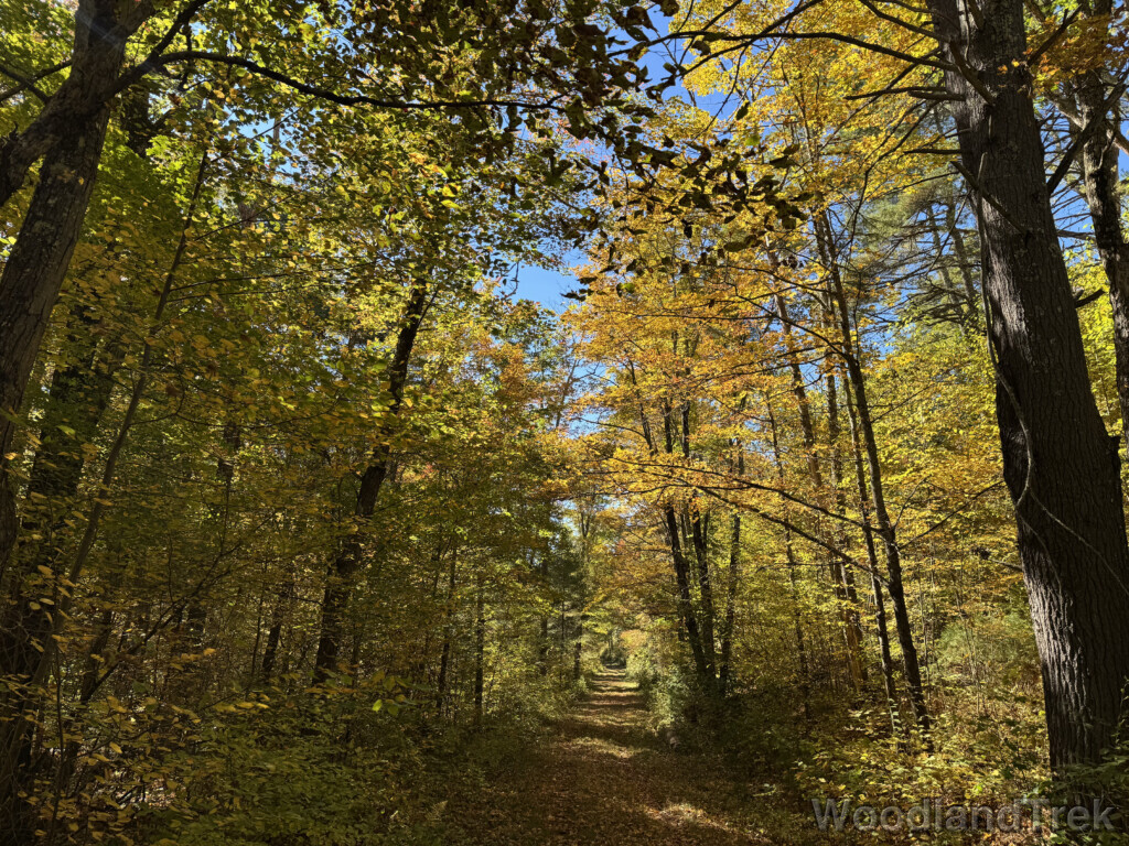 Forest trail surrounded by yellow fall foliage