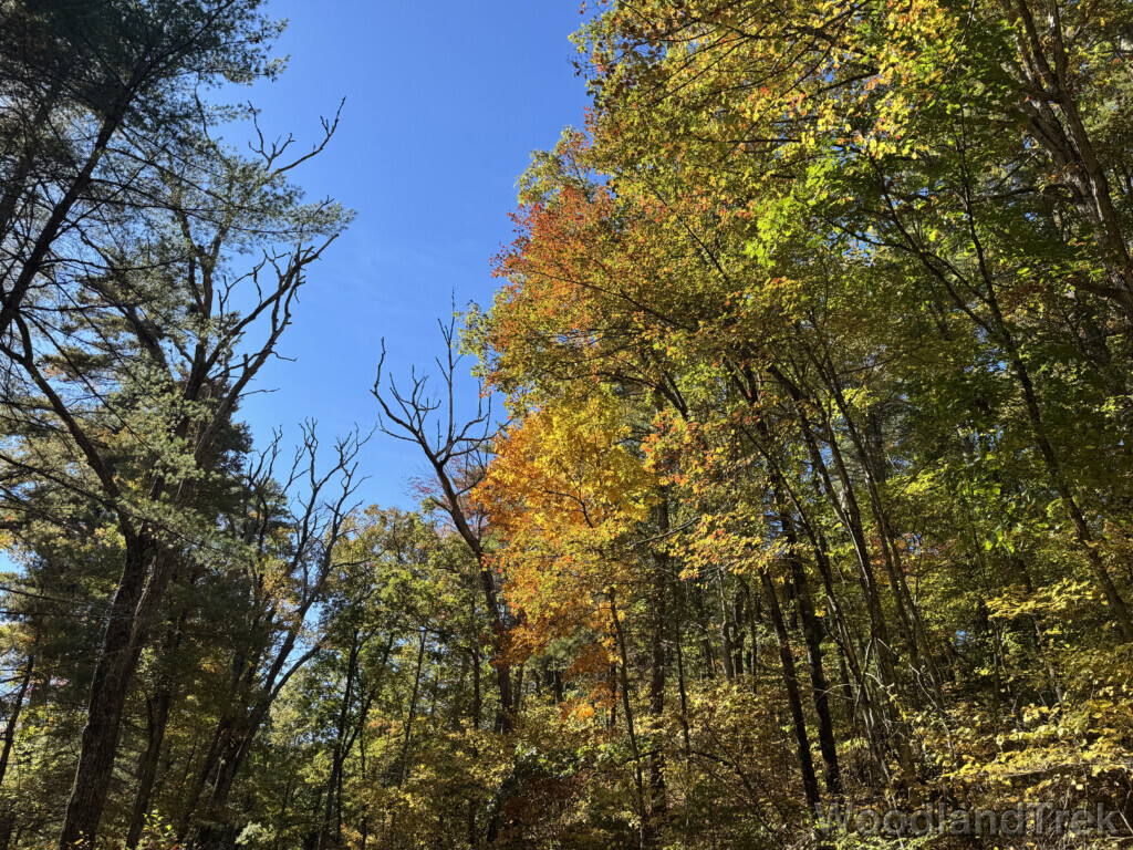 Sunlight illuminating trees with leaves changing color