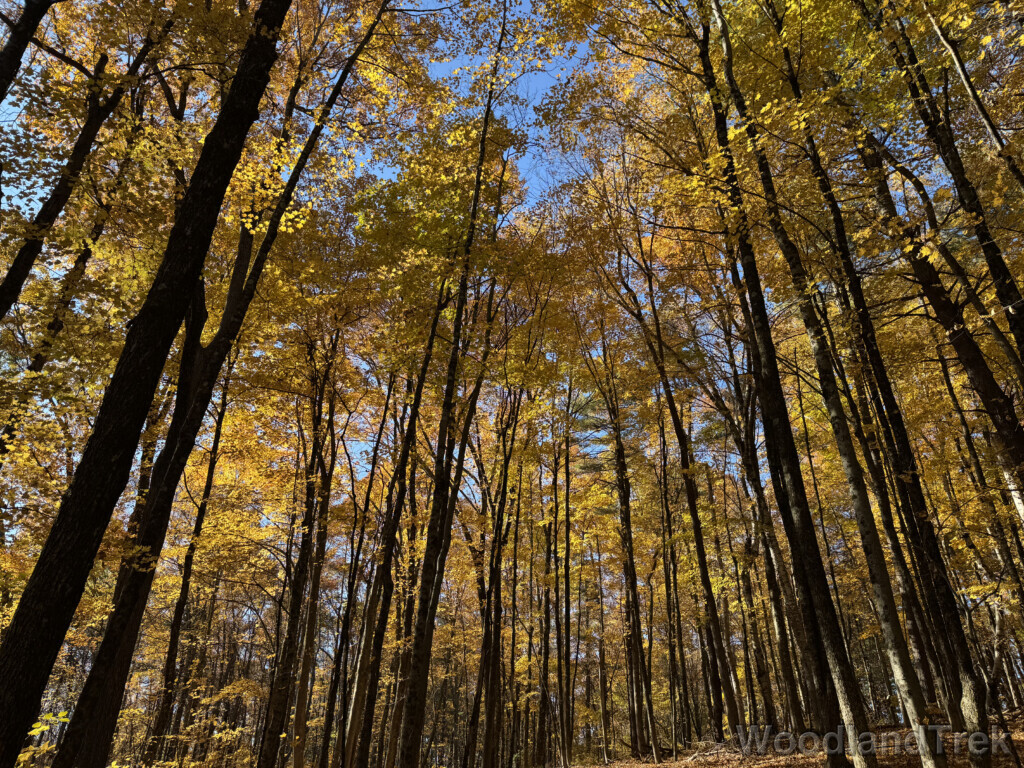 Forest filled with yellow foliage at peak of fall