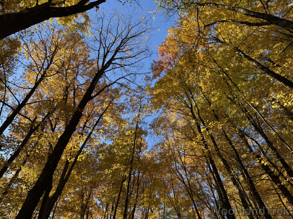 Bright yellow foliage reaching toward the blue sky