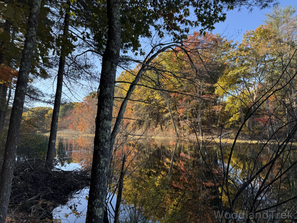 Yellow and orange fall foliage reflecting on the water of a still brook