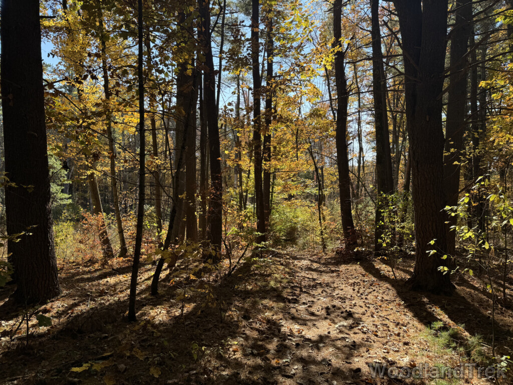 Sunlight streaming through yellow foliage onto the forest floor