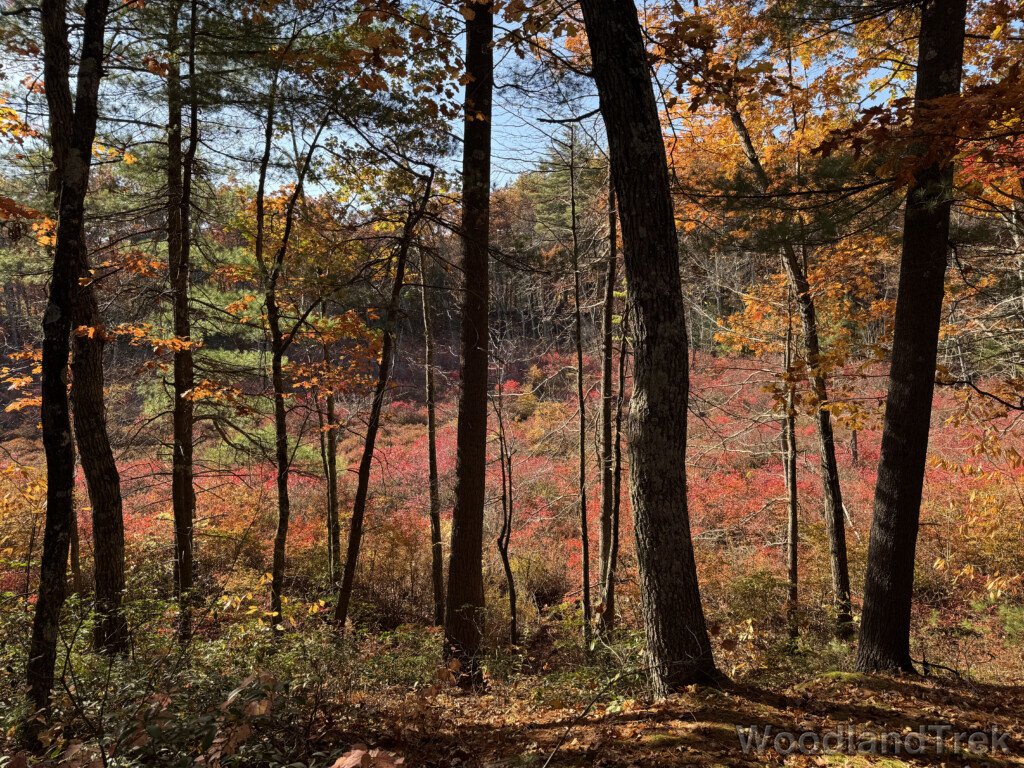 Landscape dominated by red and orange fall foliage