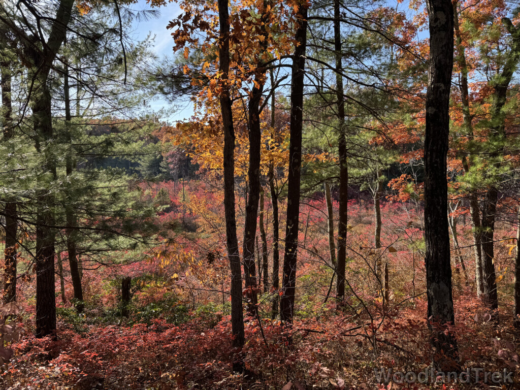 Forest scene with magnificent fall colors in all directions
