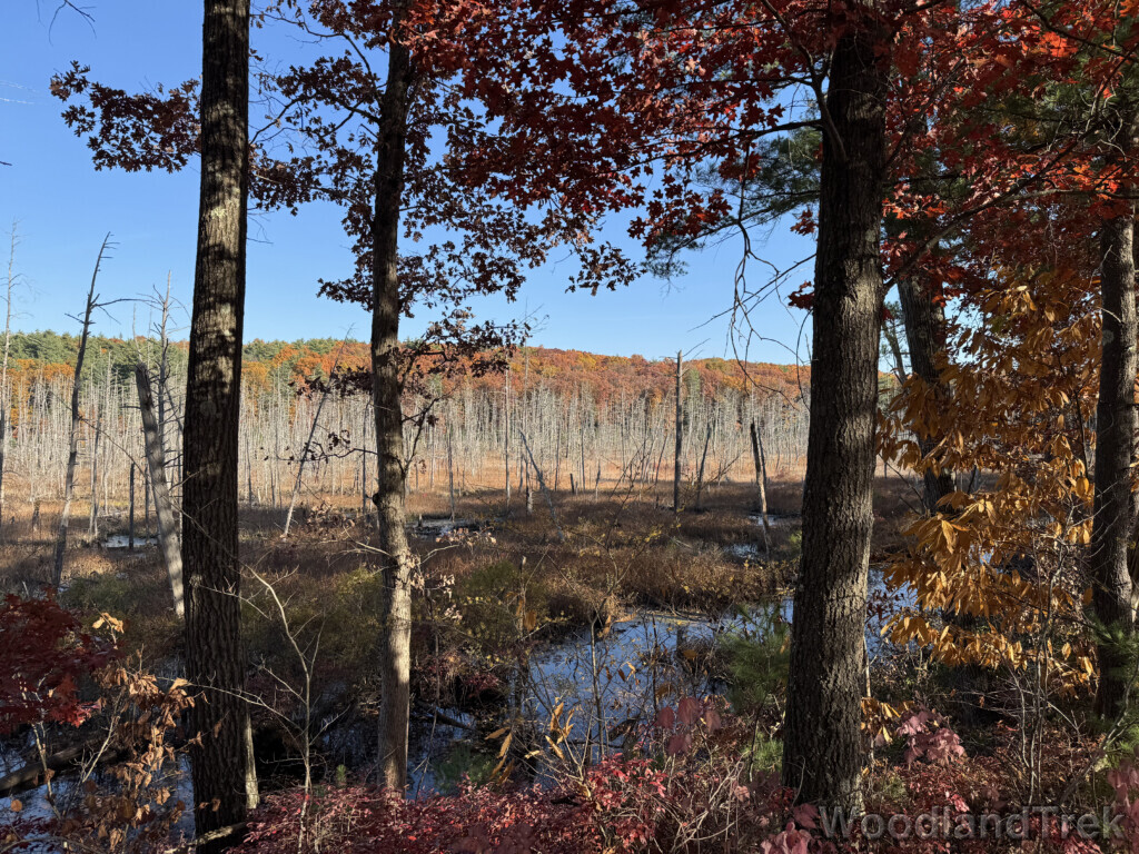 Beaver pond surrounded by trees with fall colors and barren branches