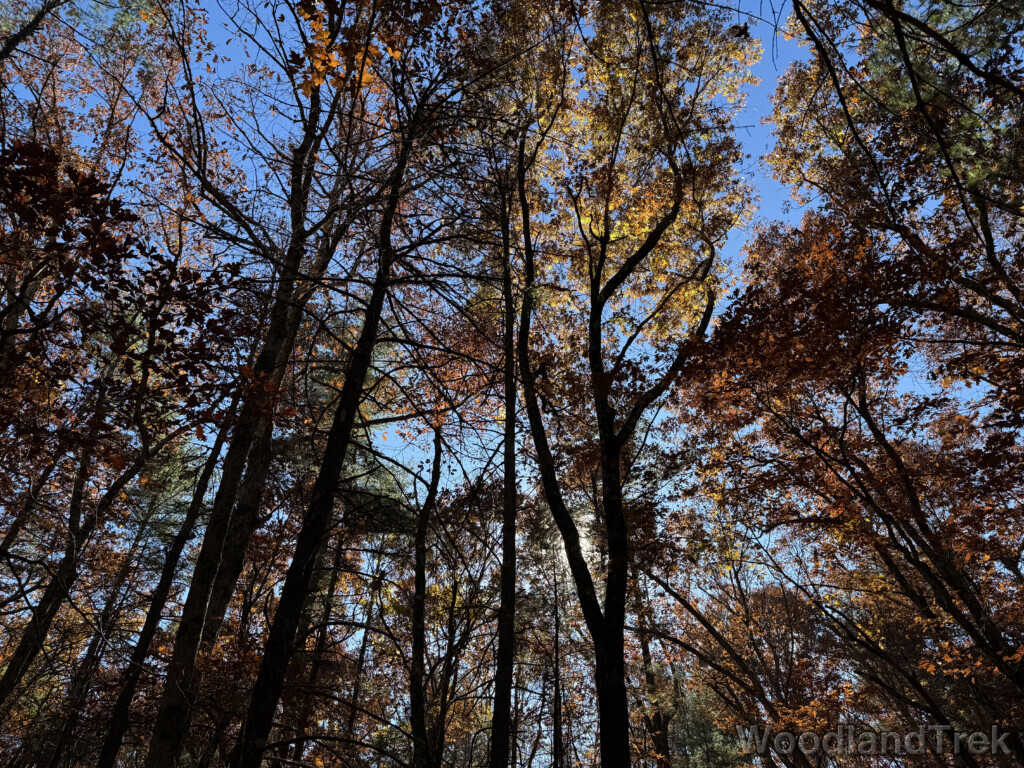 Trees with vibrant fall colors capturing the essence of autumn
