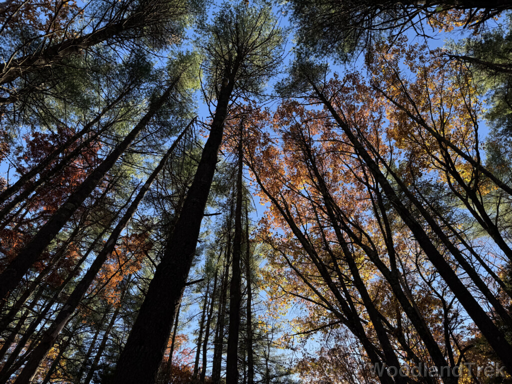 Trees reaching toward the sky with green and orange leaves illuminated by sunlight