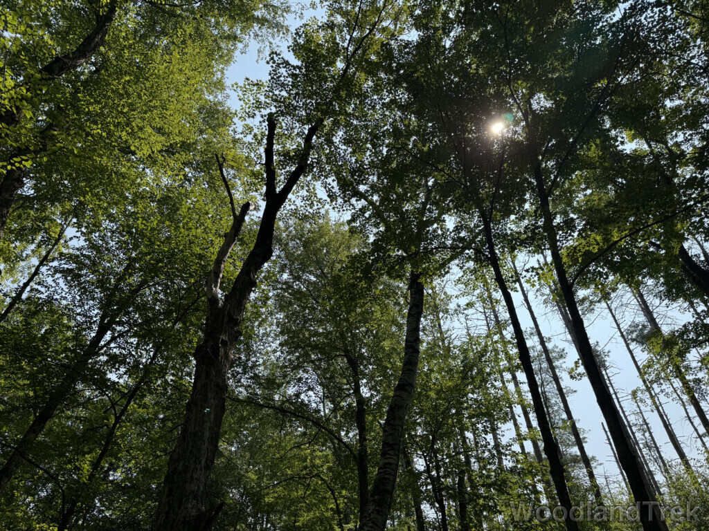 Bright sun shining through towering trees with green leaves