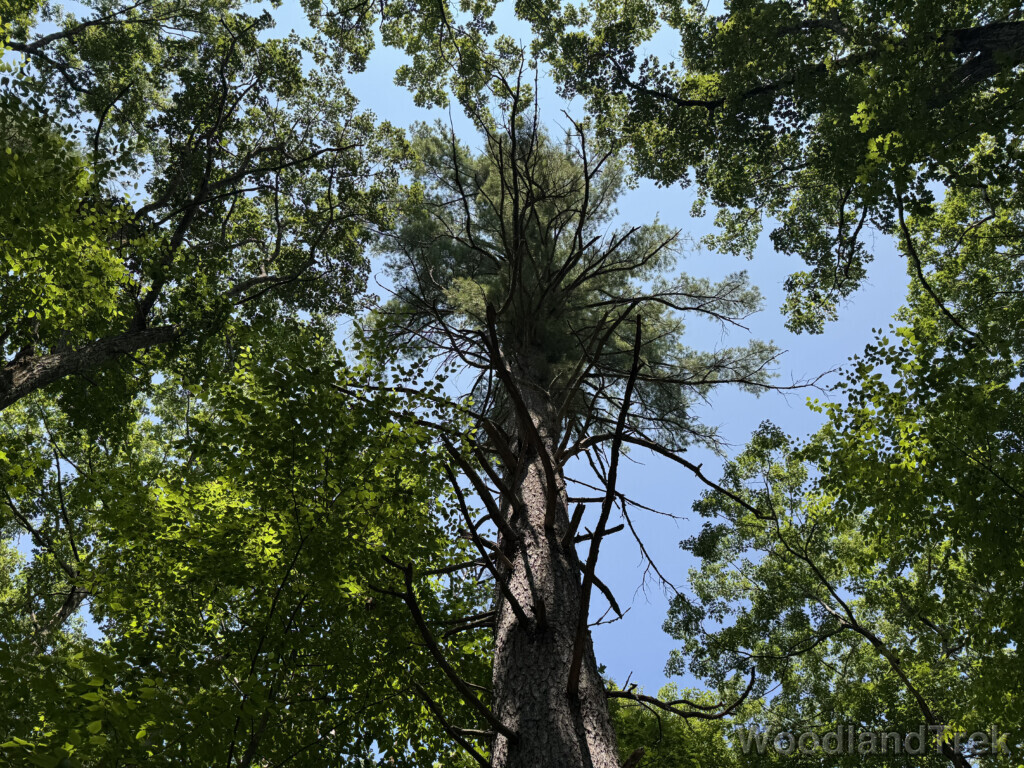Large white pine towering above surrounding trees