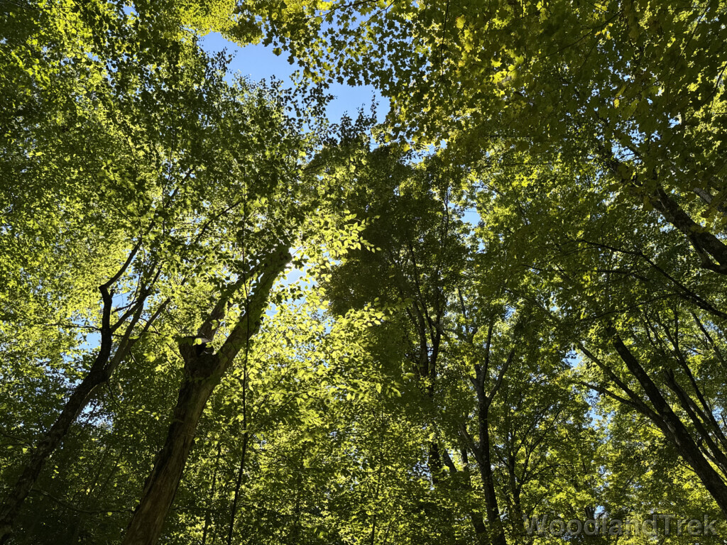 Bright sunlight illuminating green leaves in a towering canopy
