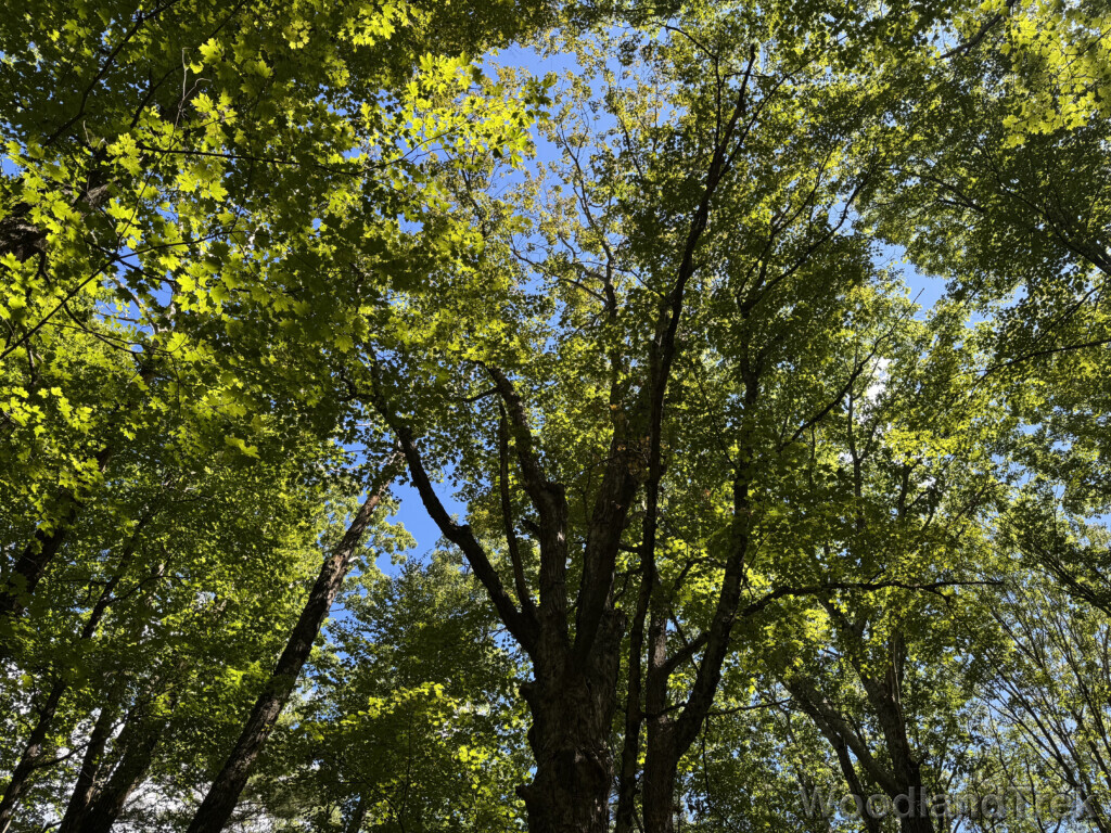 Sunlight filtering through a lush green canopy of tall trees