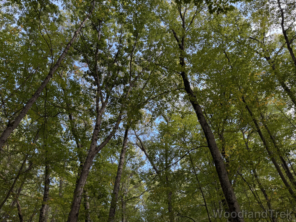 Trees with green leaves covering the blue sky