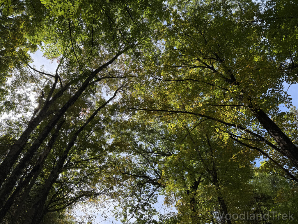 Enormous trees forming a massive forest canopy