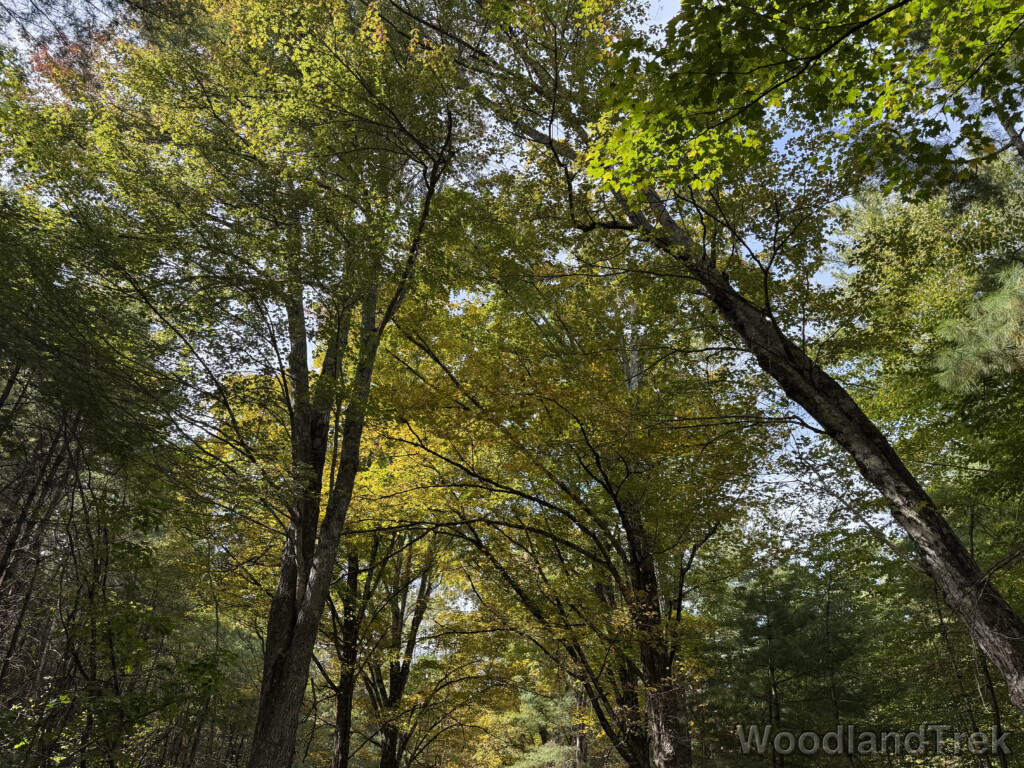 Trees stretching upward with large crowns of green leaves
