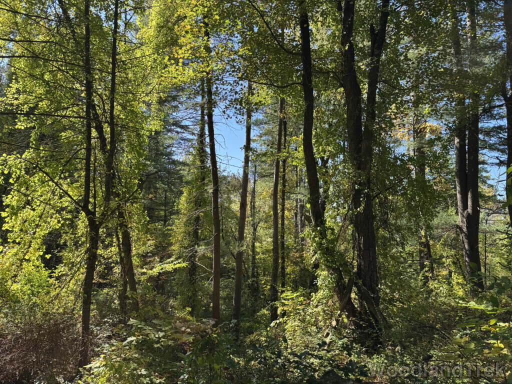 Lush forest filled with green leaves
