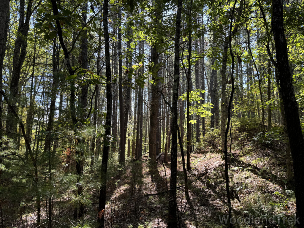 Sunlight filtering through a dense forest
