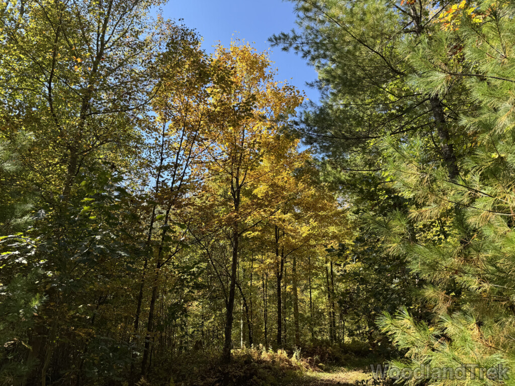 Forest trail with early fall hints of yellow leaves
