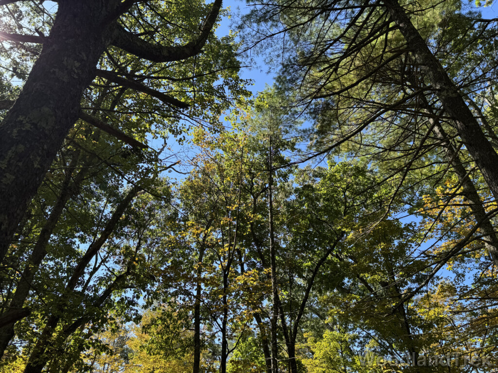Trees stretching upward with bright green leaves