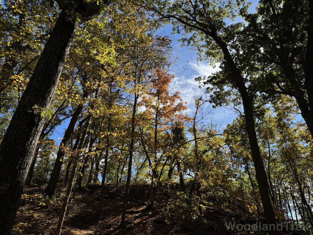 Sunlight filtering through the canopy on a shaded mountain slope