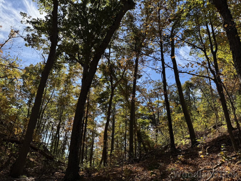 Trees stretching upward on a shady mountain slope with green leaves