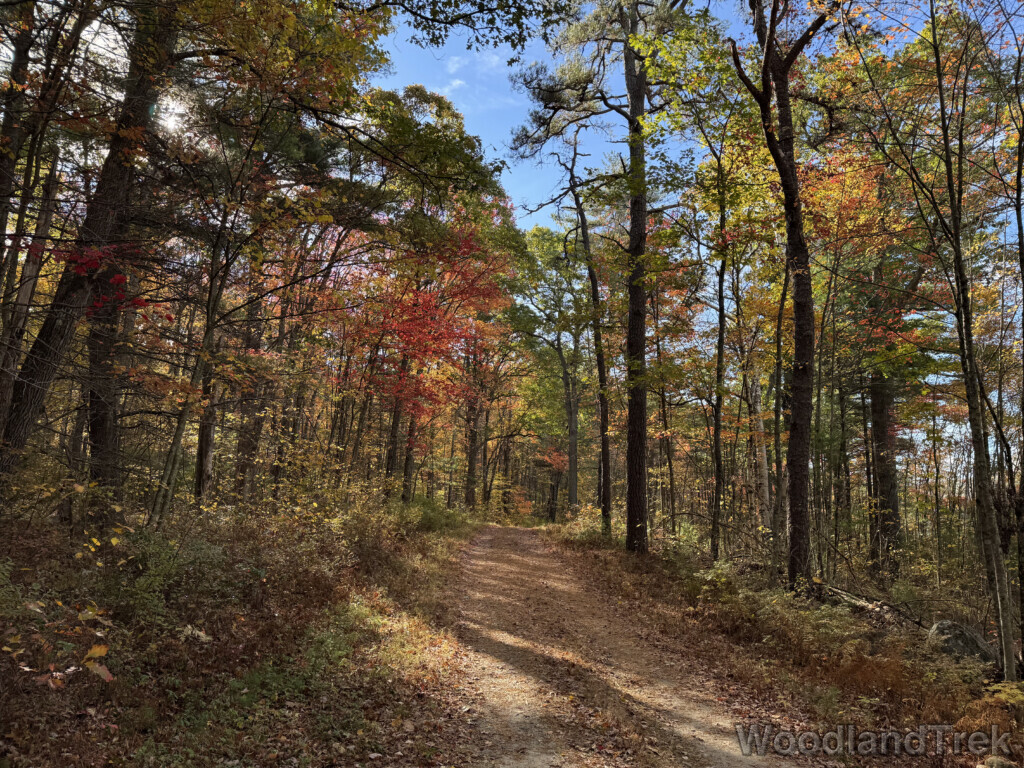 Early fall forest with leaves beginning to change color