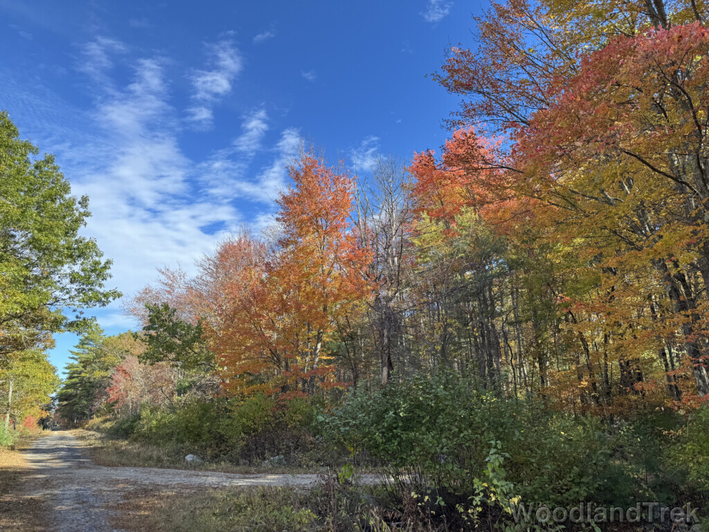 Early fall foliage on a crisp clear day