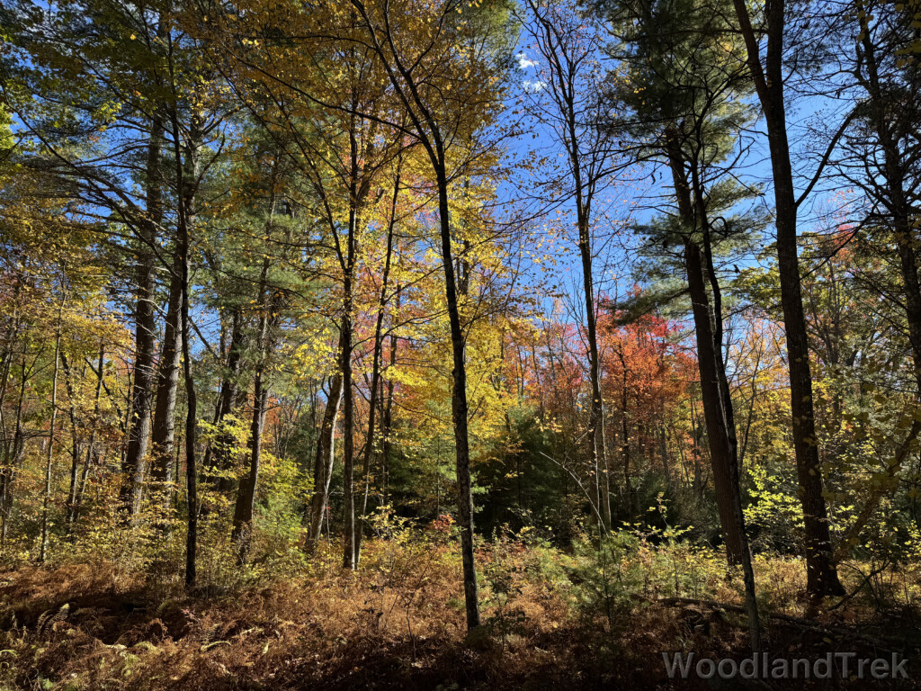 Forest scene with yellow, orange, and red leaves illuminated by sunlight