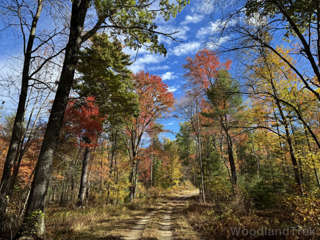 Serene forest road curving upward surrounded by orange, yellow, and green foliage