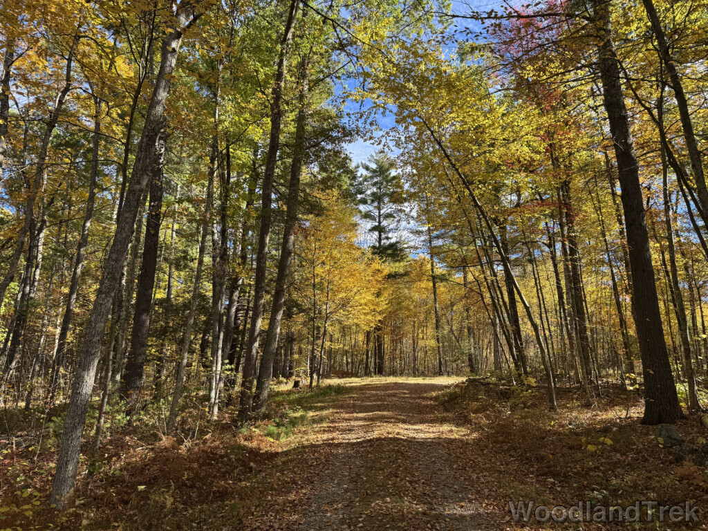 Bend in a forest road surrounded by yellow and green foliage